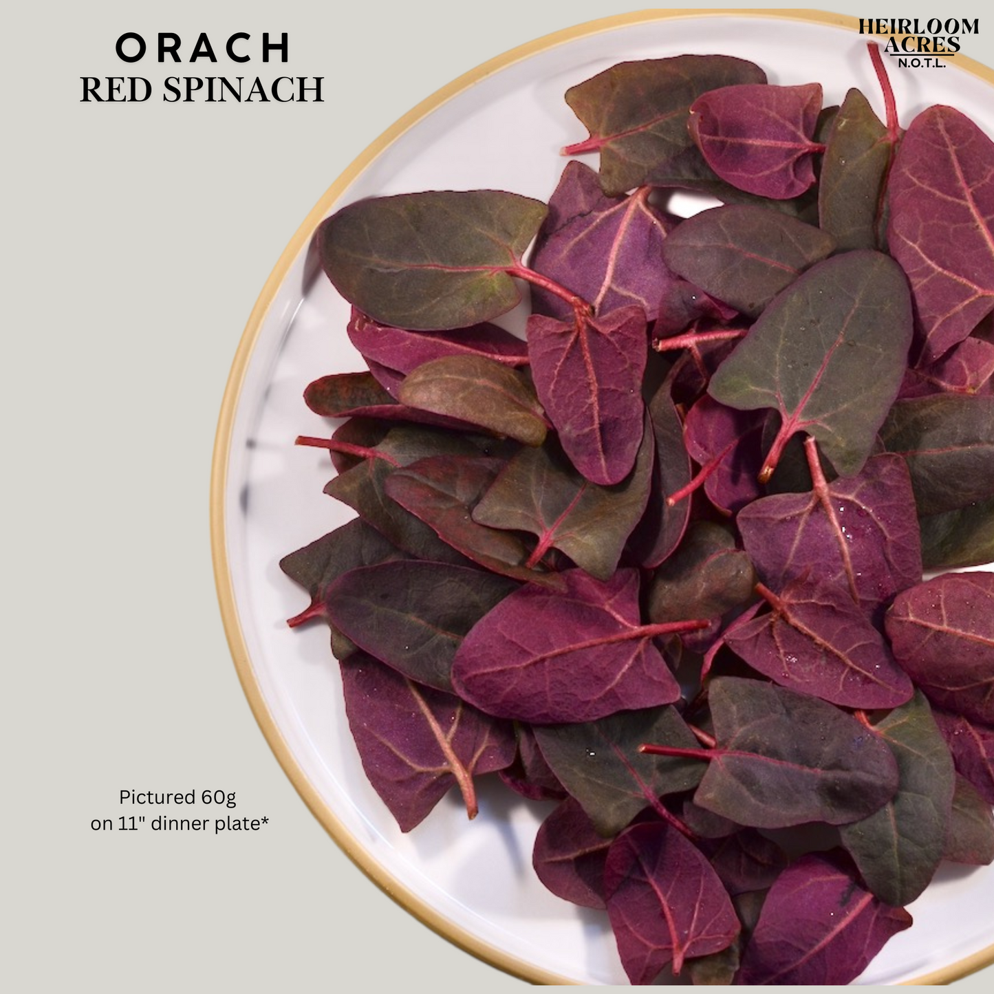 Red Orach (Spinach)