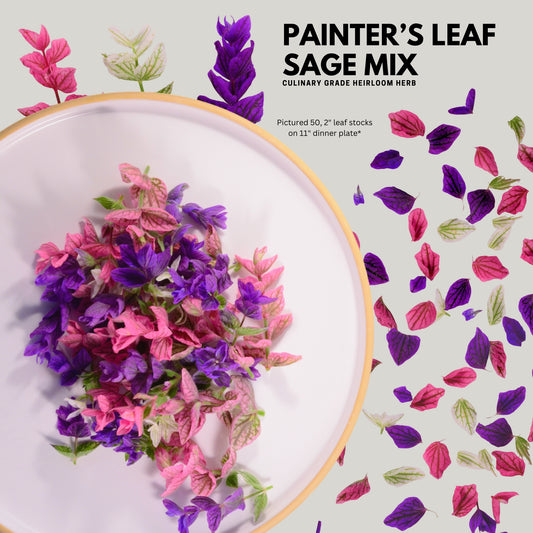 Painter's Leaf Sage - 50 Mix Fresh stems