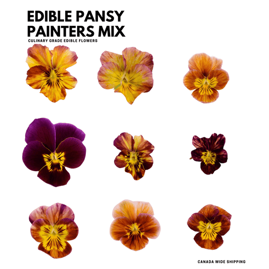Fresh Pansy & Viola - 20 Mix Edible Flowers - painters Mix - Heirloom Acres NOTL
