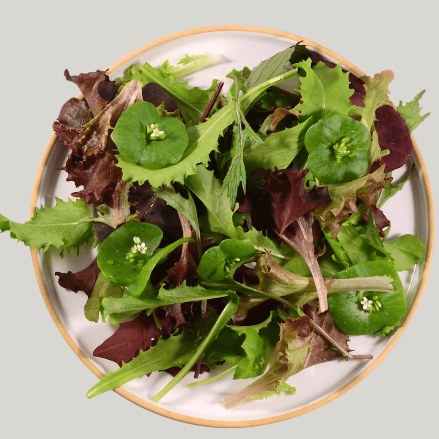 Spring Salad Mix - Heirloom Acres NOTL