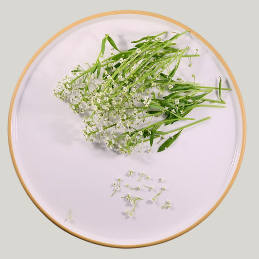 Sweet Alyssum - Heirloom Acres NOTL