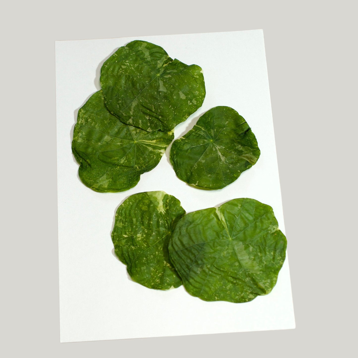 Variegated Nasturtium leaves - Pressed Edible Foliage - Heirloom Acres NOTL