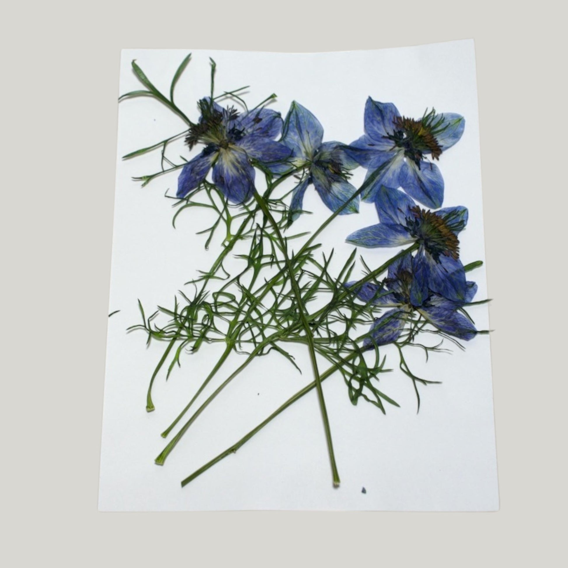 Blue Nigella - Pressed Edible Flowers with stem - Heirloom Acres NOTL