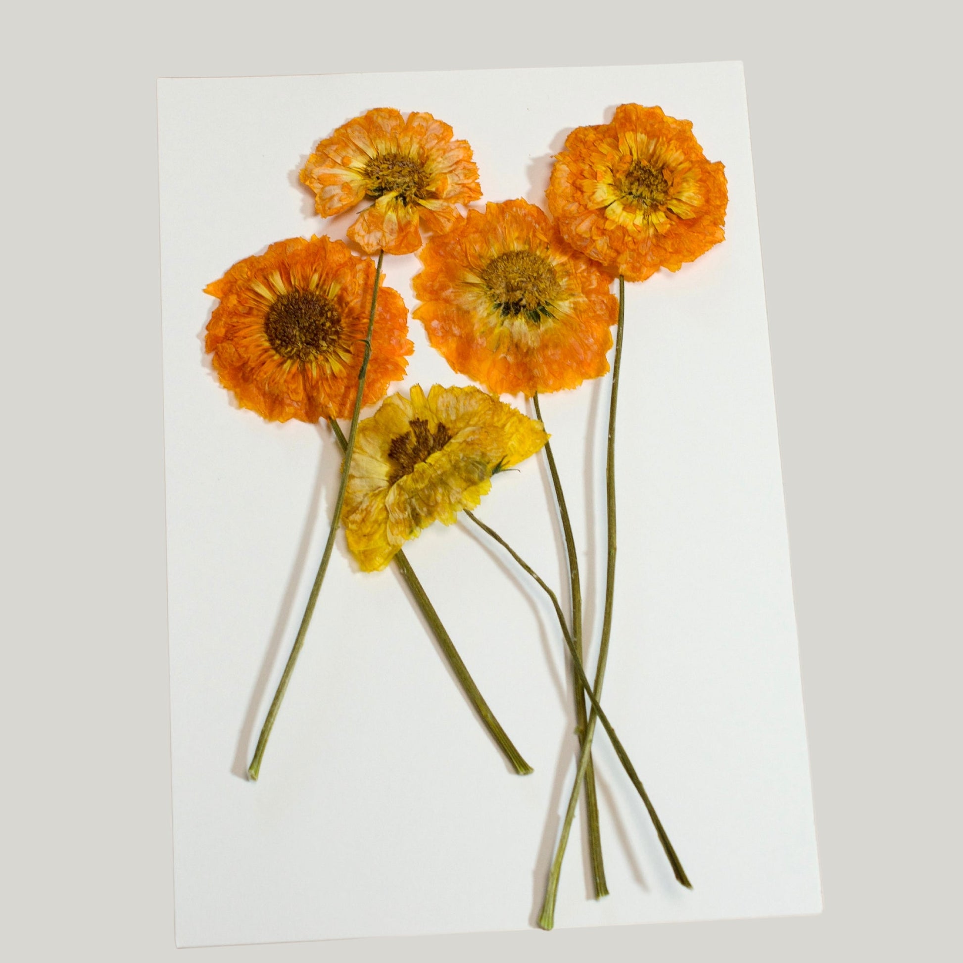 Calendula - Pressed Edible Flowers with stem - Heirloom Acres NOTL