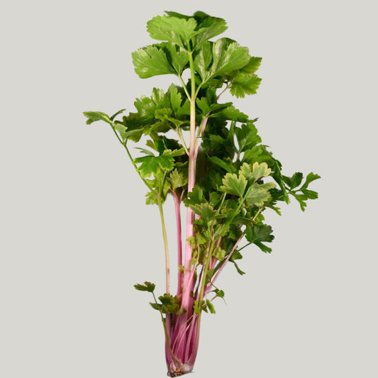 Chinese Pink Celery - Heirloom Acres NOTL