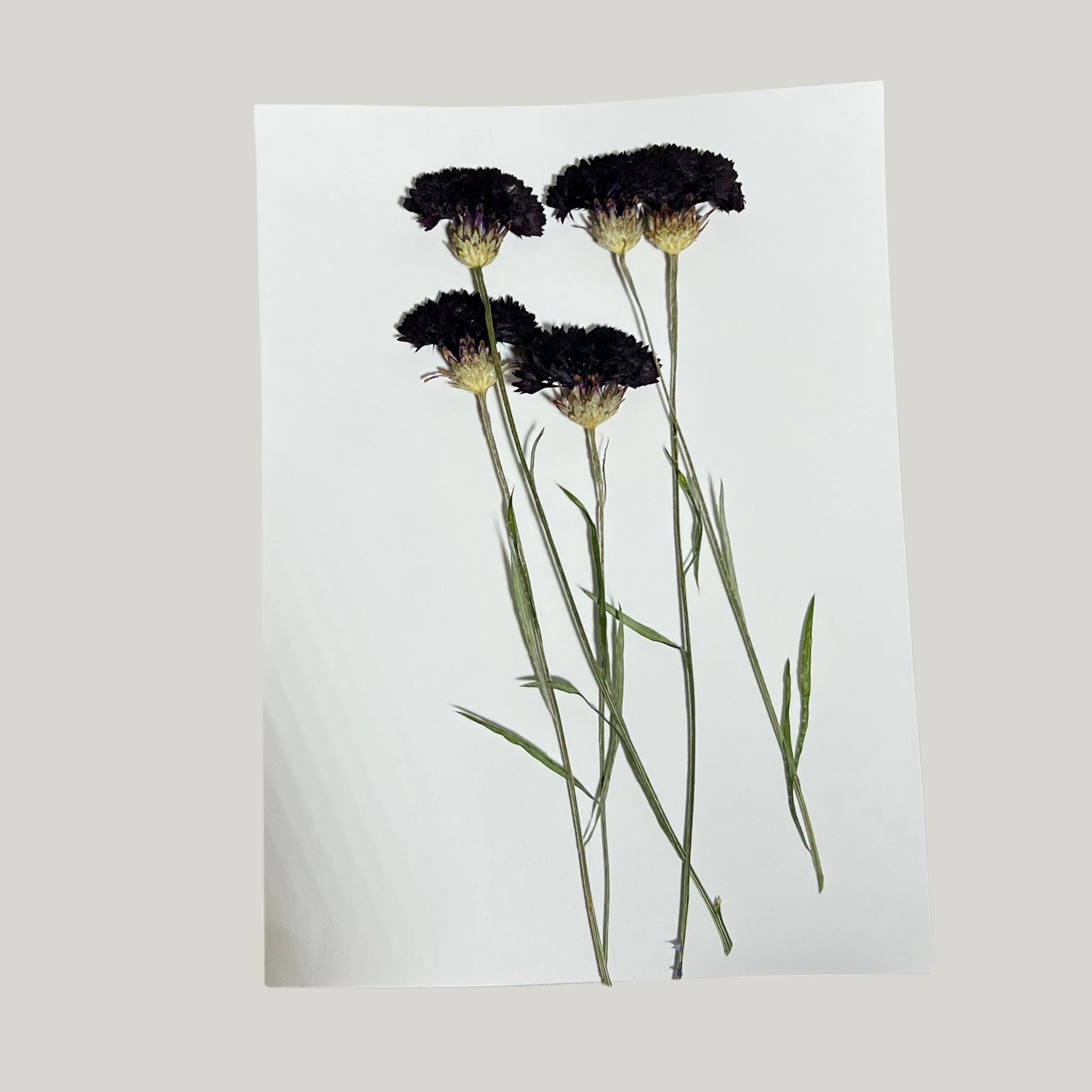 Corn Flowers - Pressed Edible Flowers with stem - Heirloom Acres NOTL