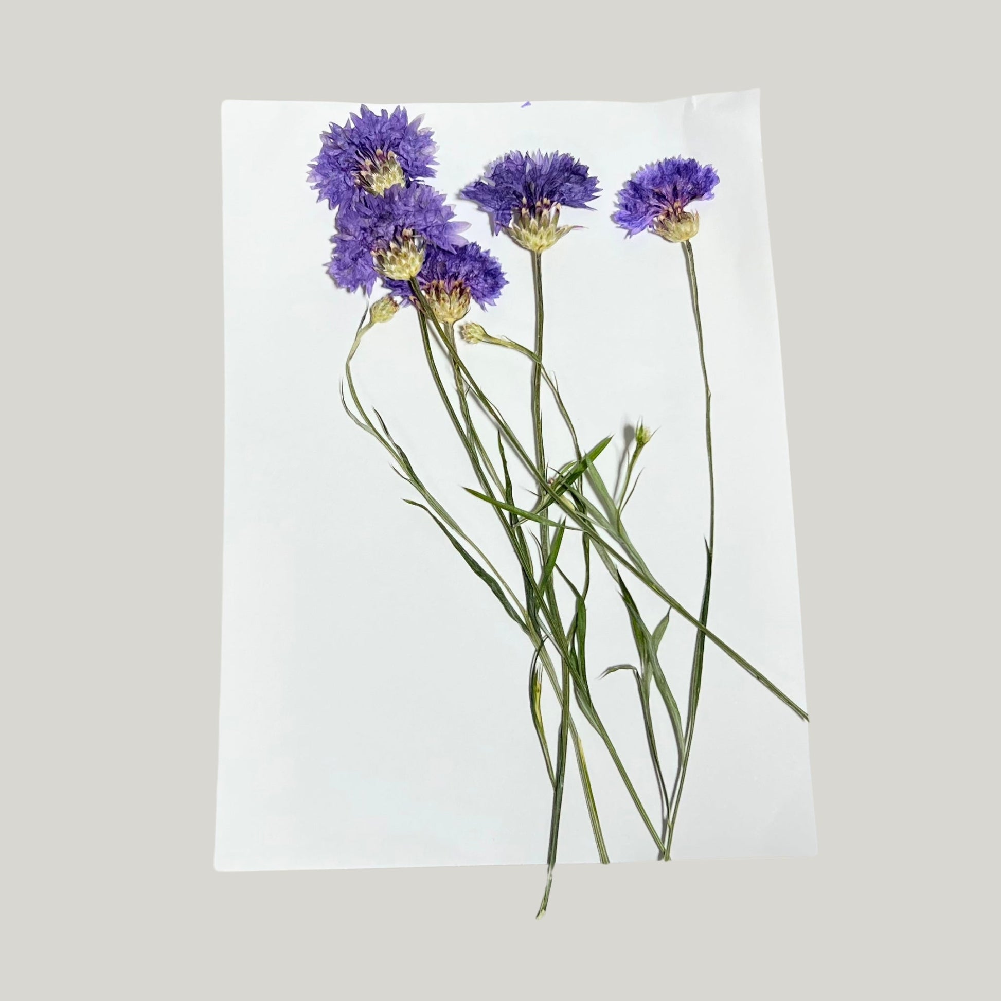 Corn Flowers - Pressed Edible Flowers with stem - Heirloom Acres NOTL