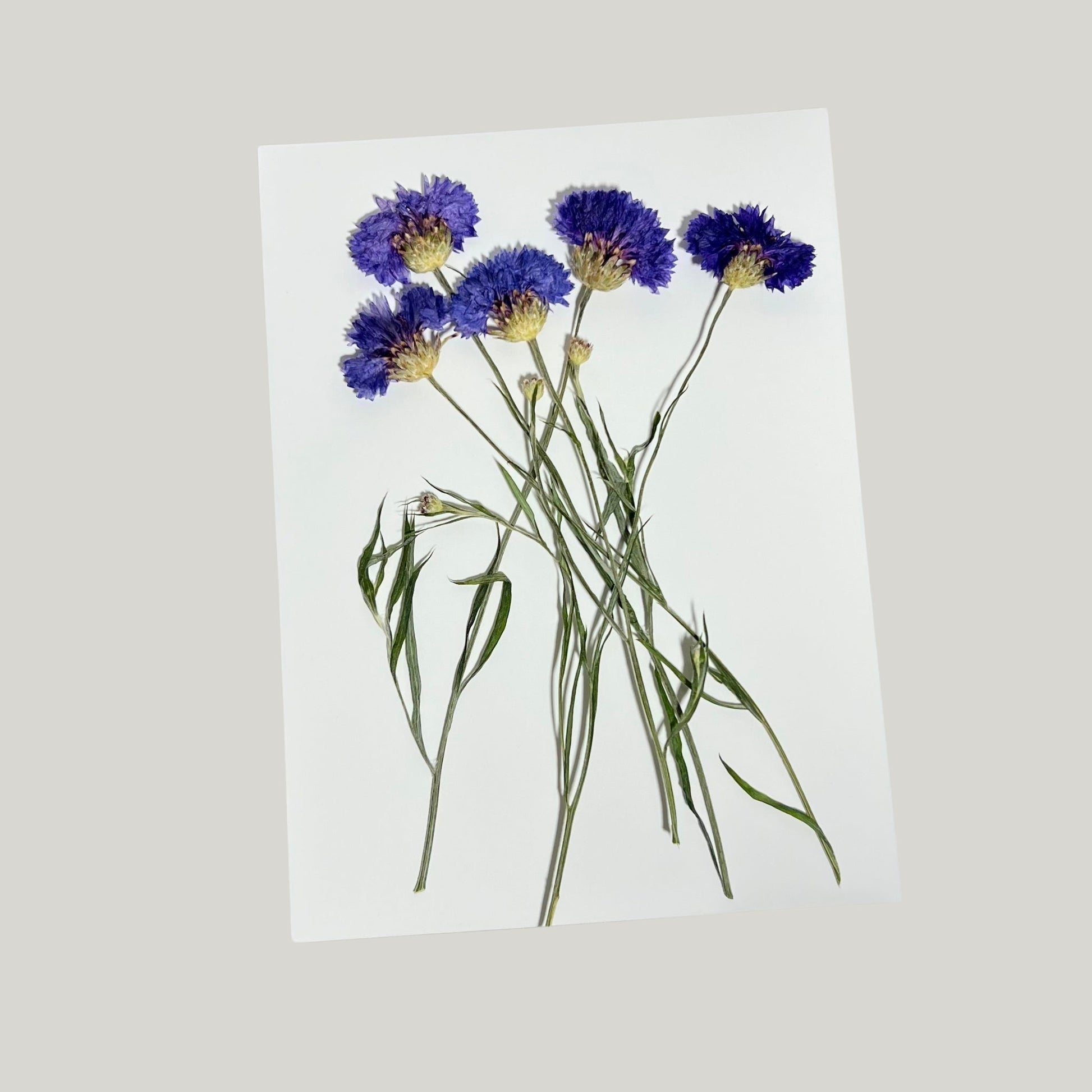 Corn Flowers - Pressed Edible Flowers with stem - Heirloom Acres NOTL