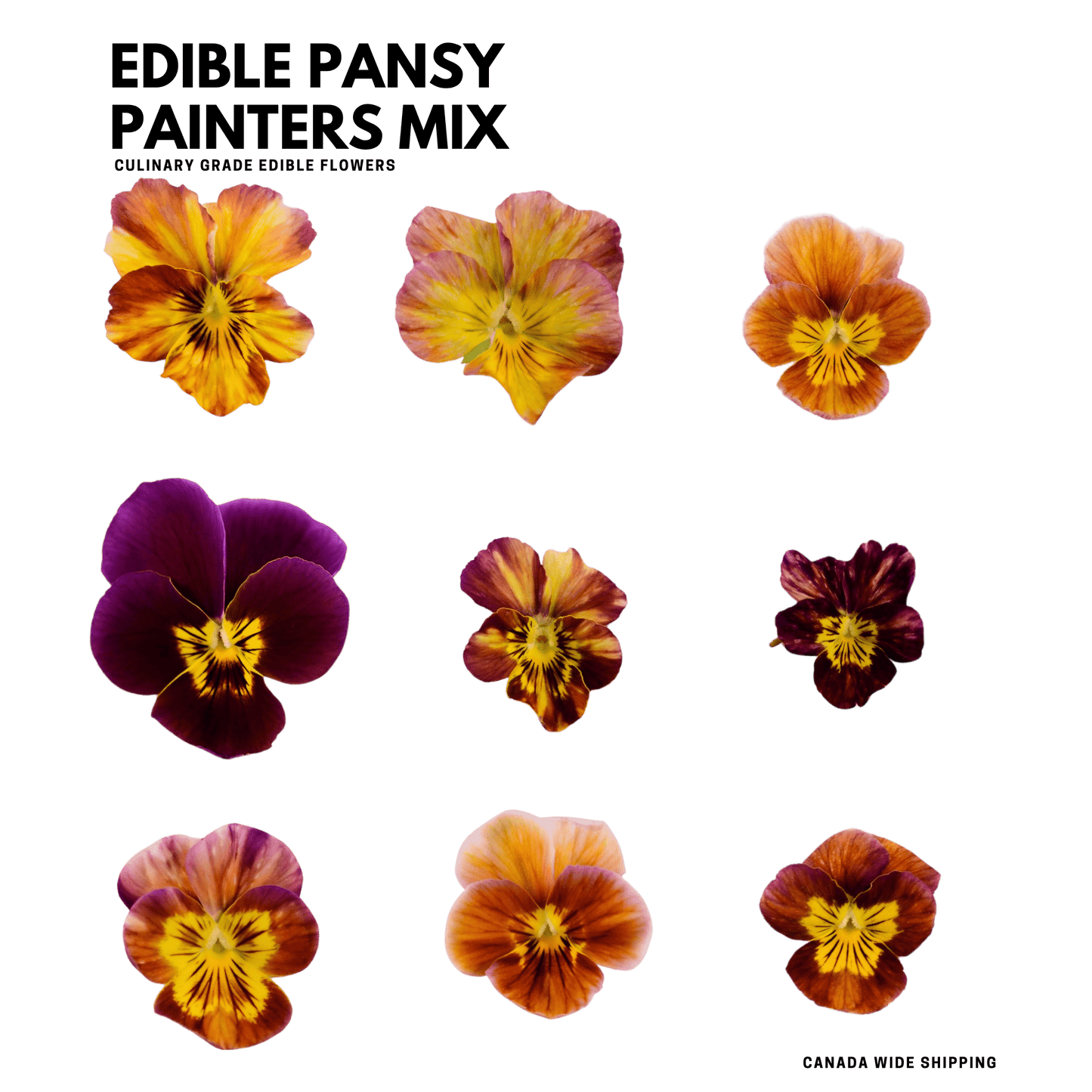 Fresh Pansy & Viola - 20 Mix Edible Flowers - painters Mix - Heirloom Acres NOTL