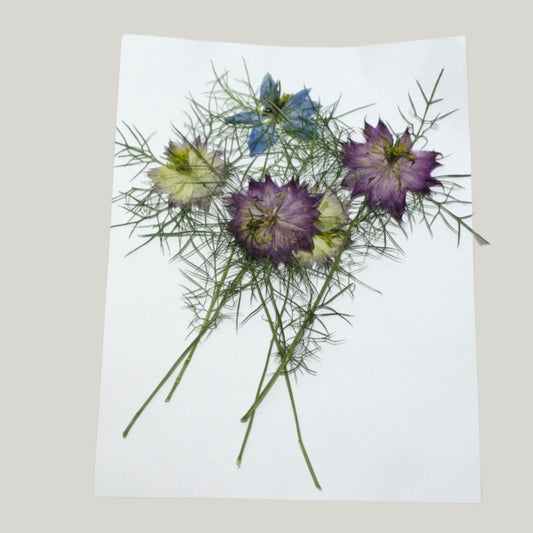 Nigella - Pressed Edible Flowers with stem - Heirloom Acres NOTL