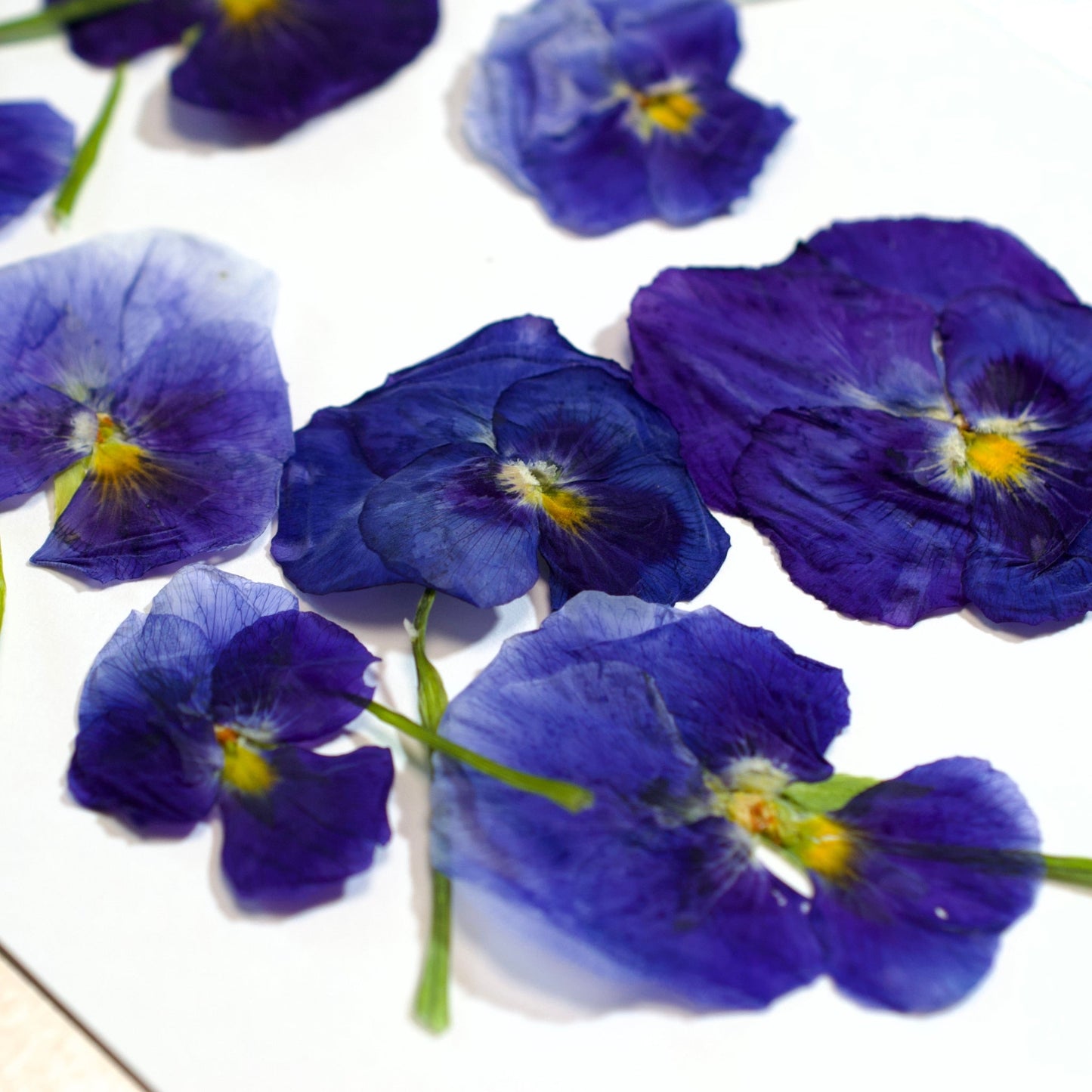 Pansy - Pressed Edible Flowers with stem - Heirloom Acres NOTL