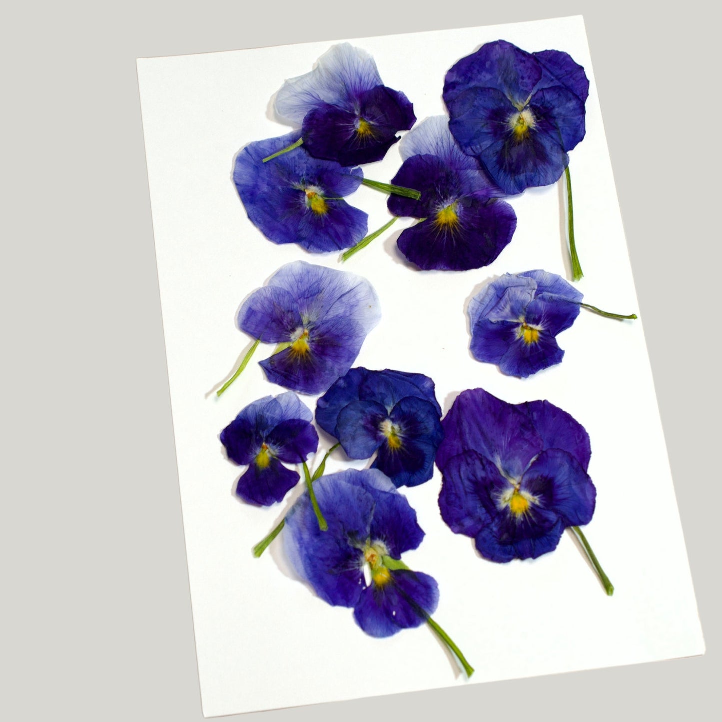 Pansy - Pressed Edible Flowers with stem - Heirloom Acres NOTL