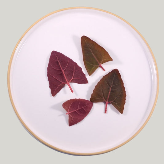 Red Orach (Spinach) - Heirloom Acres NOTL