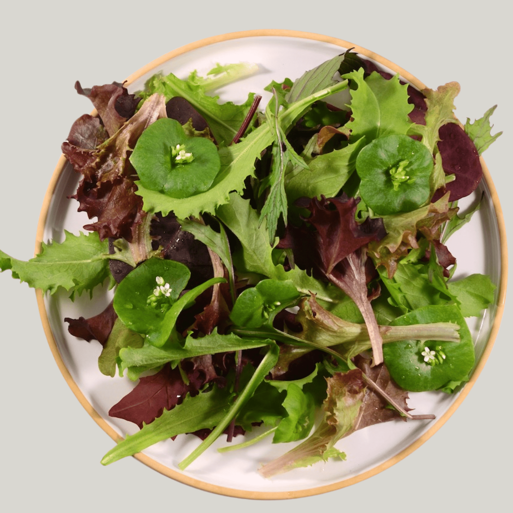 Spring Salad Mix - Heirloom Acres NOTL