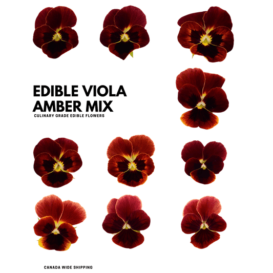 Viola - 20 Edible Flowers - Amber Mix - Heirloom Acres NOTL